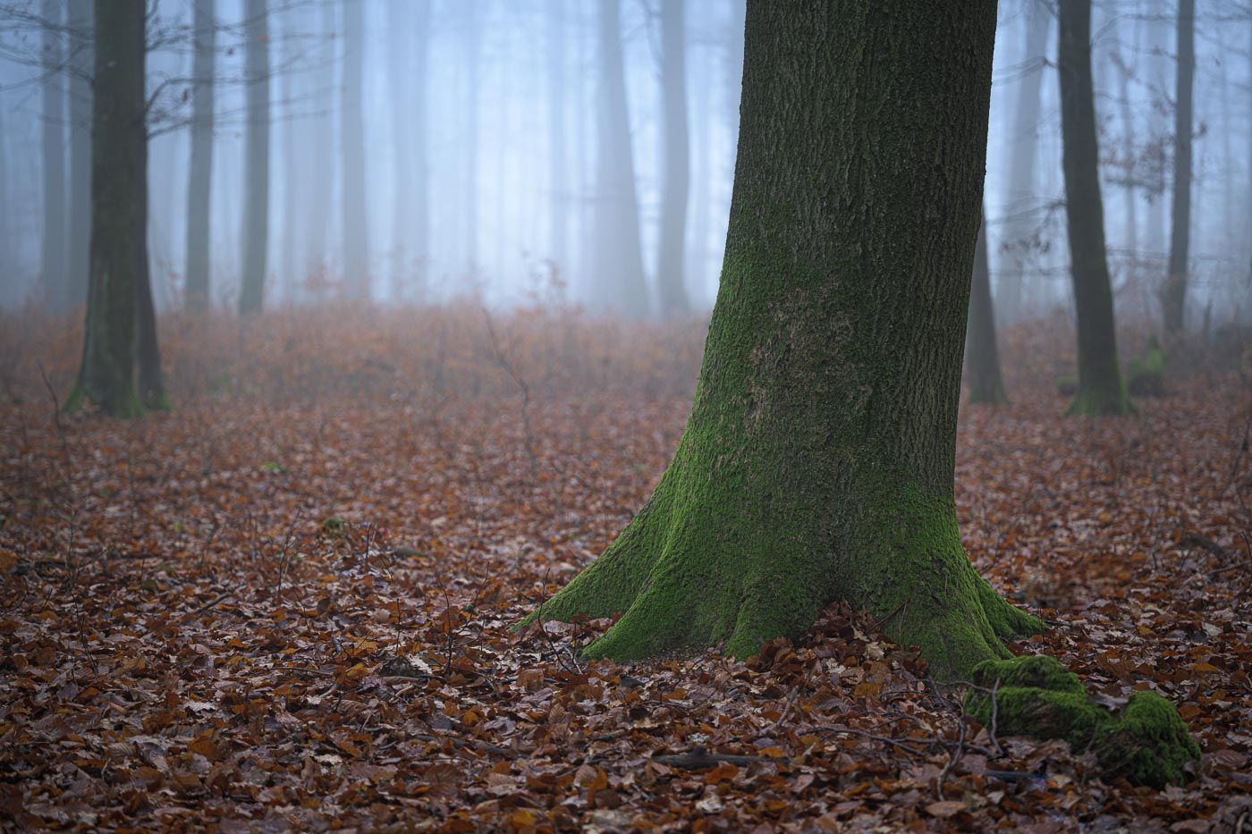 Bild des Monats November 2020: Herbstwald